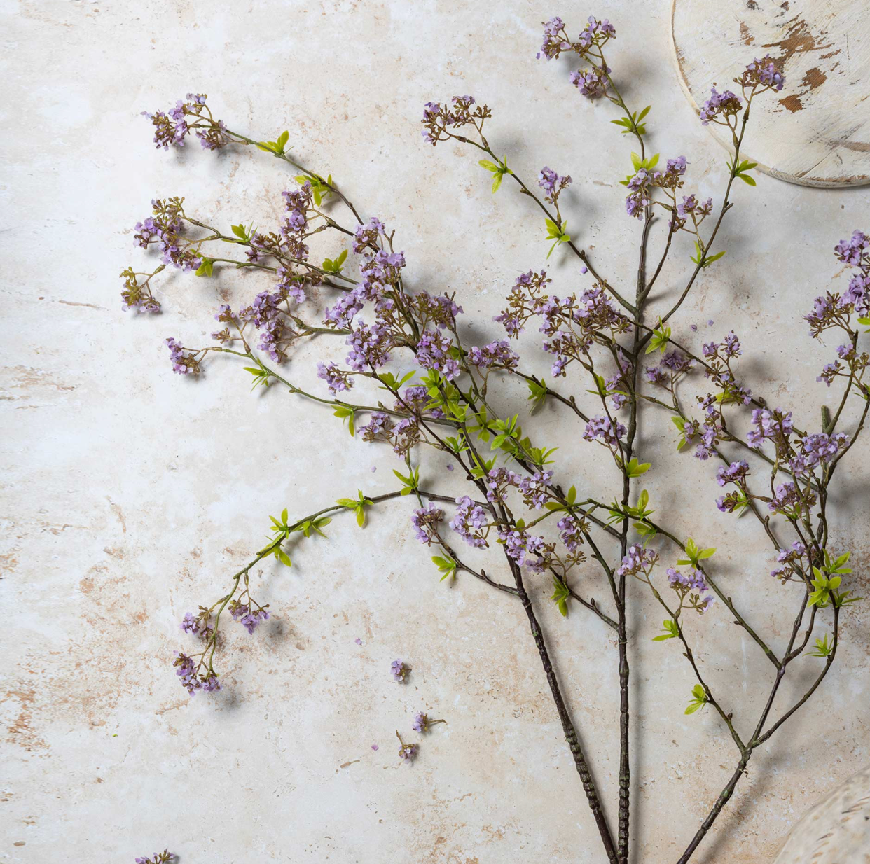 Cherry Blossom Lilac