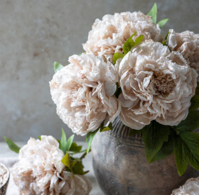 Peony Evening Dew
