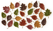 Tiny Leaf Tray